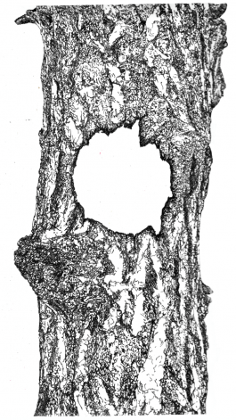 Soil Depths