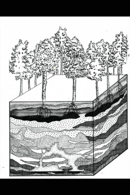 Soil Depths
